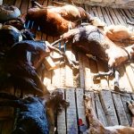अज्ञात रोगले हुम्लामा ६० पशु मरे